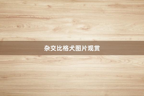杂交比格犬图片观赏