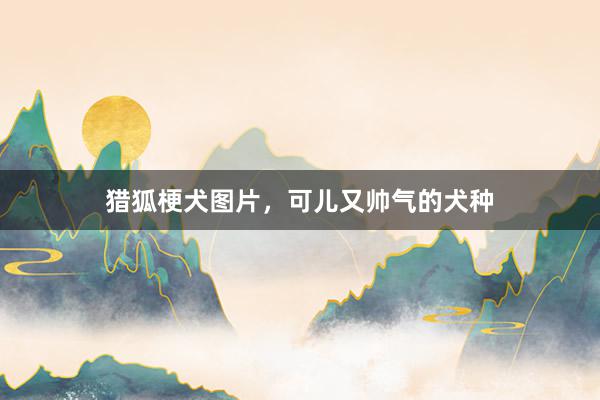 猎狐梗犬图片，可儿又帅气的犬种
